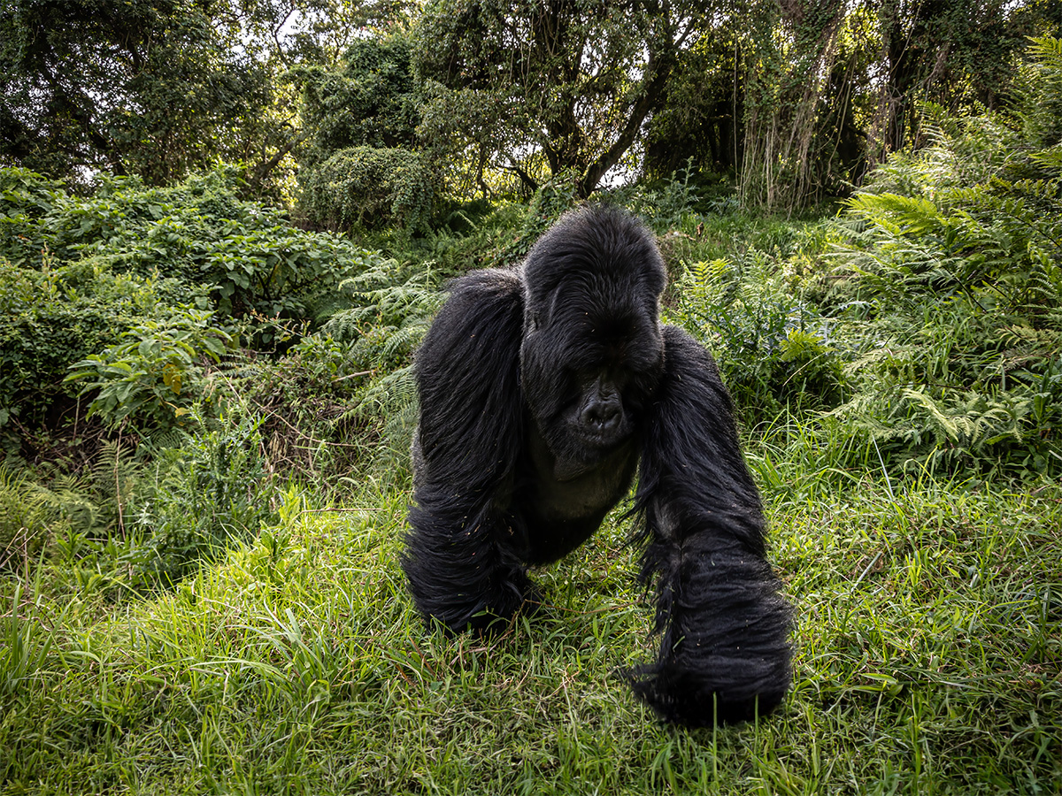 Silverback by Bernhard Pompey