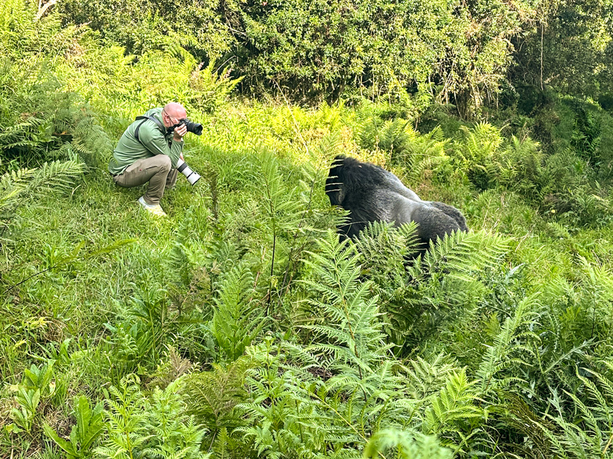 Silverback moving towards Bernhard Pompey