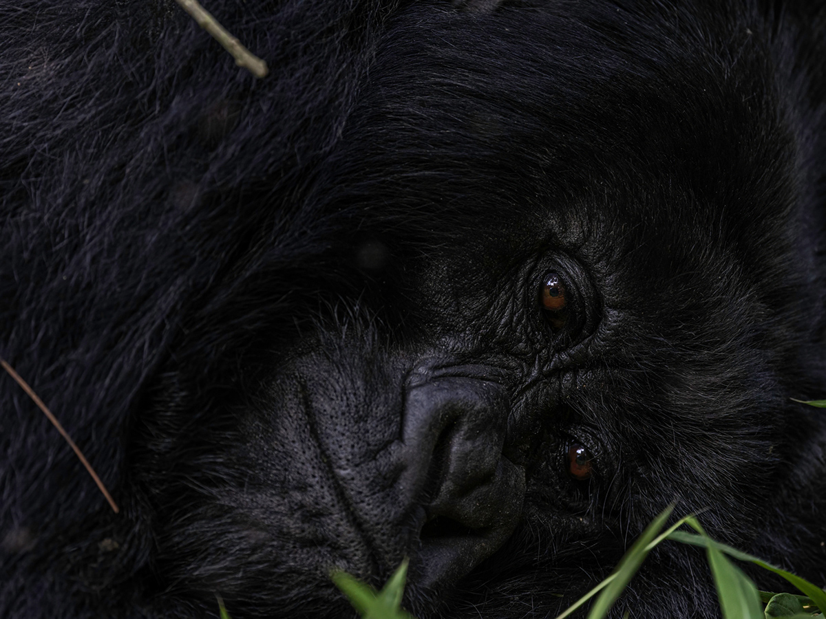 Gorilla Bernhard Pompey