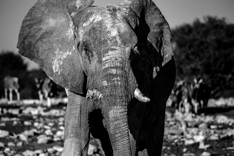 <p>Big brother is watching you. <br />Etosha National Park, Namibia.</p>