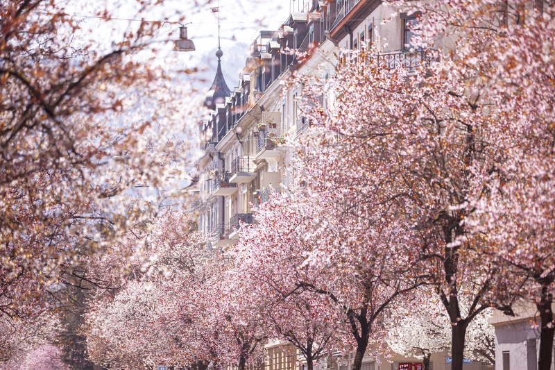 <p>Maybe I exaggerated a bit with the pink slider in Lightroom... Pretty nice here in Zurich/Bertastrasse.</p>