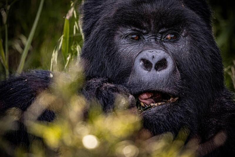 <p>2024, I had the opportunity to do gorilla trekking in Uganda.</p>
