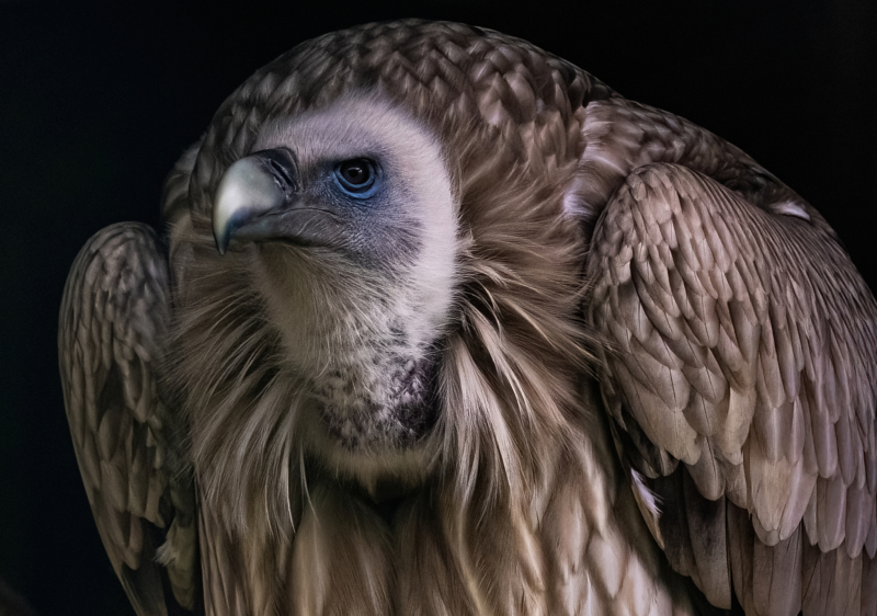 <p>Himalayan vulture (Gyps himalayensis) or Himalayan griffon vulture.</p>