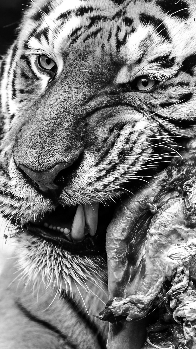 <p>The Siberian tiger or Amur tiger is native to the Russian Far East, Northeast China, and possibly North Korea.</p>