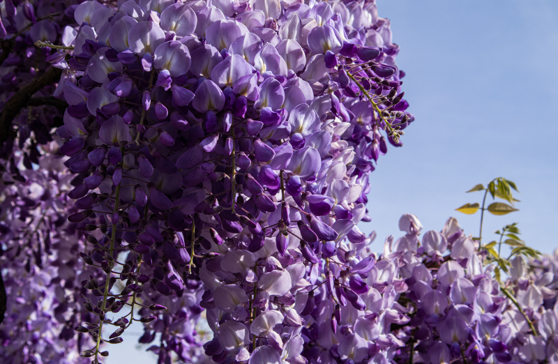 <p>The awesome blossom of Glyzine or Wisterie in Zurich, Switzerland.</p>