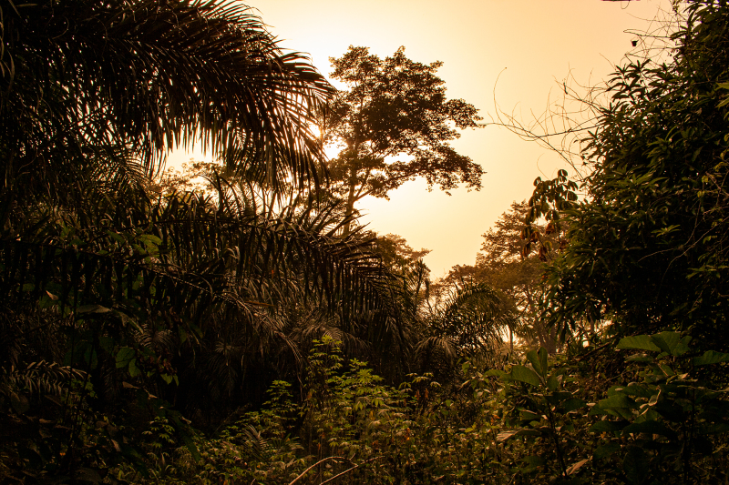 <p>Kakum-NP, Ghana. </p>