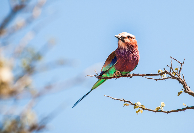 <p>One of the most beautiful birds on earth, a lilac-breasted roller at the Etosha National Park, Namibia.</p>