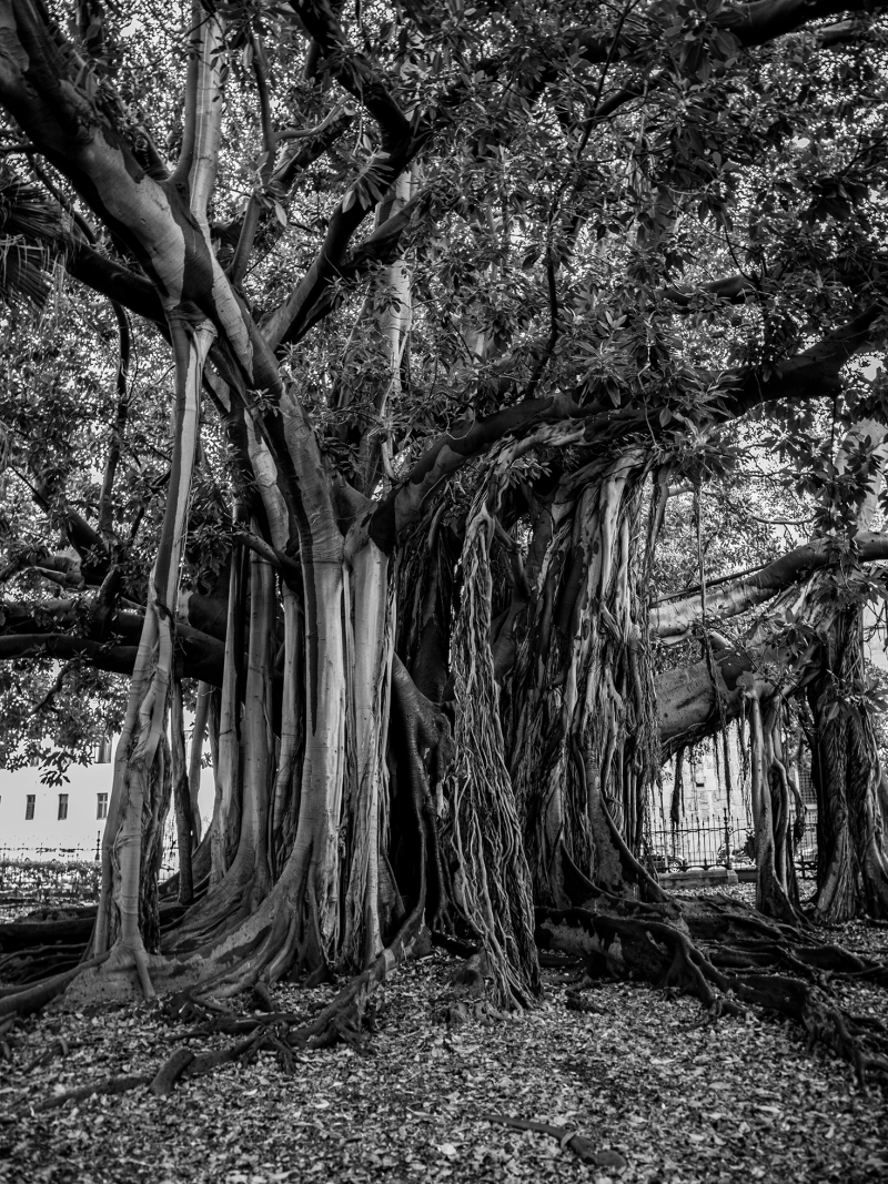 <p>Giardino Garibaldi Palermo, Sicily, Italy.</p>