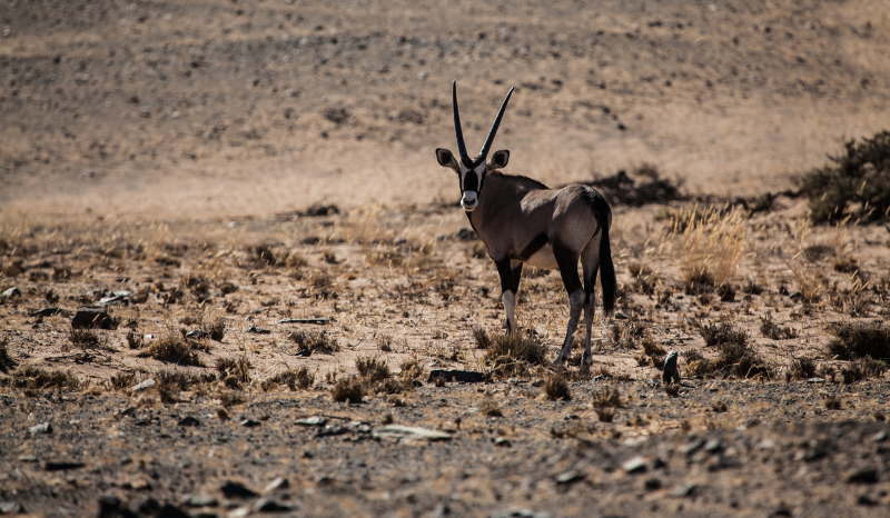 <p>Oryx at Damaraland, Namibia.</p>