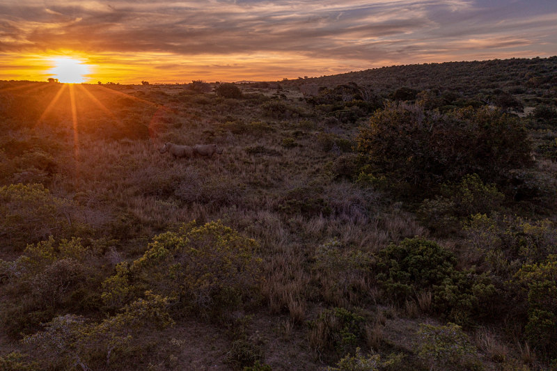 <p>Two rhinos in the sunset in the South African Savannah, South Africa.</p>