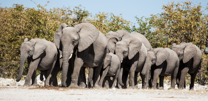 <p>The squad arrives at the Olifantsbad waterhole at Etosha NP, Namibia.</p>