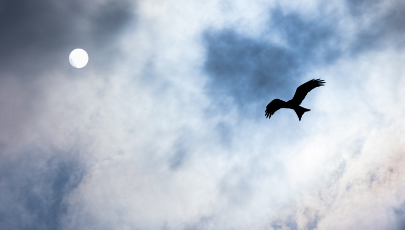 <p>Red Kite, Switzerland.</p>