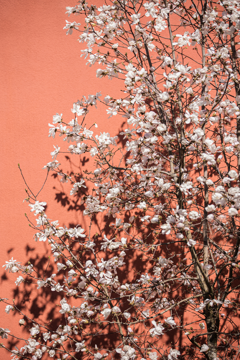 <p>Full spring time. Our neighbor's magnolia tree in front of his somewhat difficult (#notaste) wall color, makes the flowers really shine even brighter.</p>