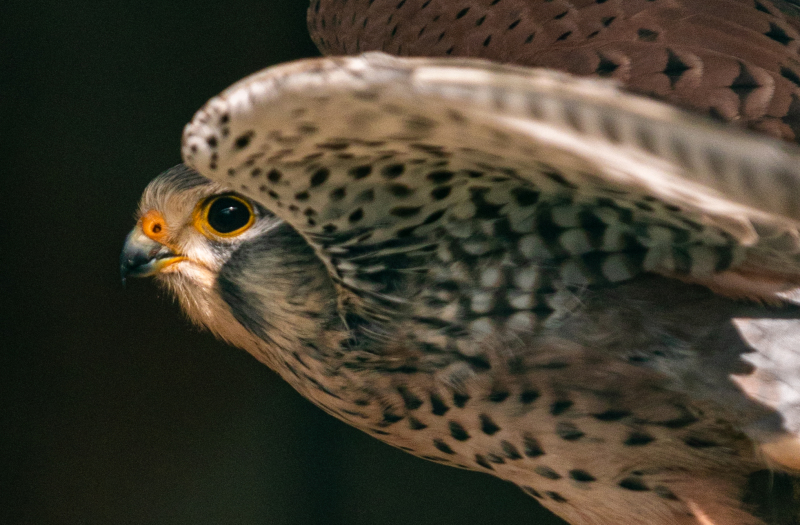 <p>Kestrel in Switzerland</p>