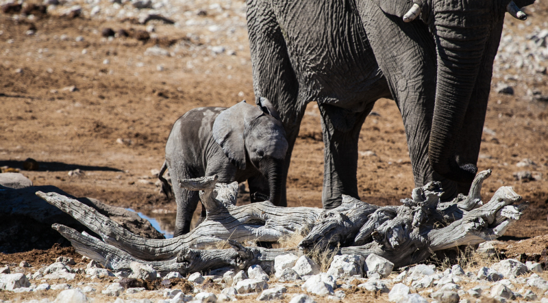 <p>At the Olifantsbad waterhole at Etosha NP, Namibia.</p>