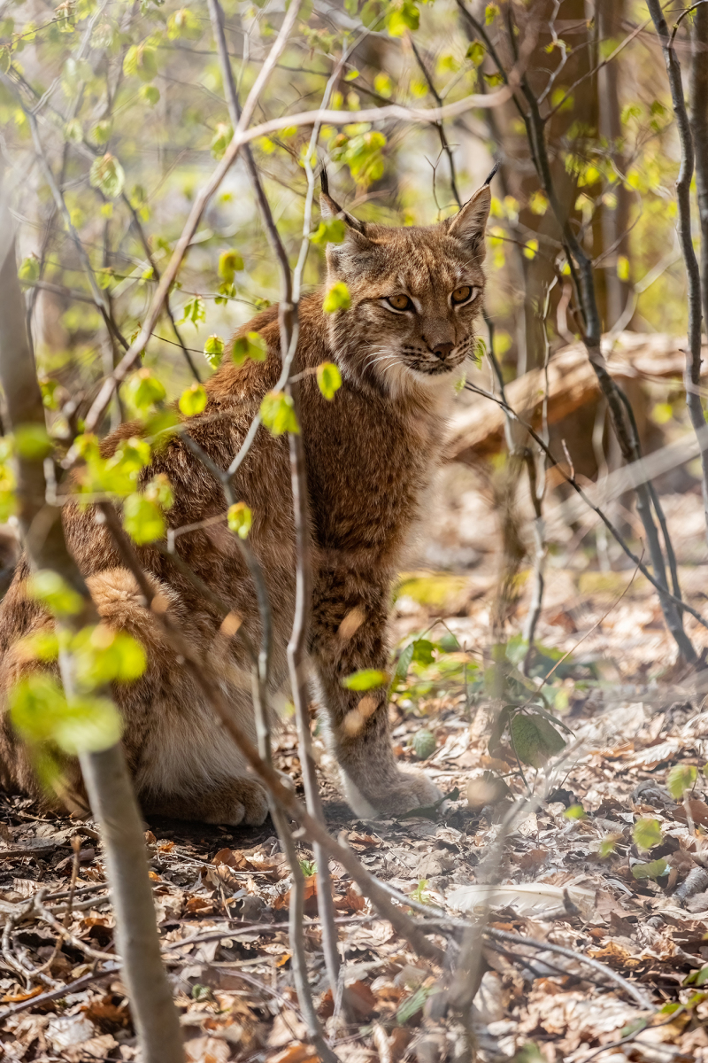 <p>The European lynx.</p>