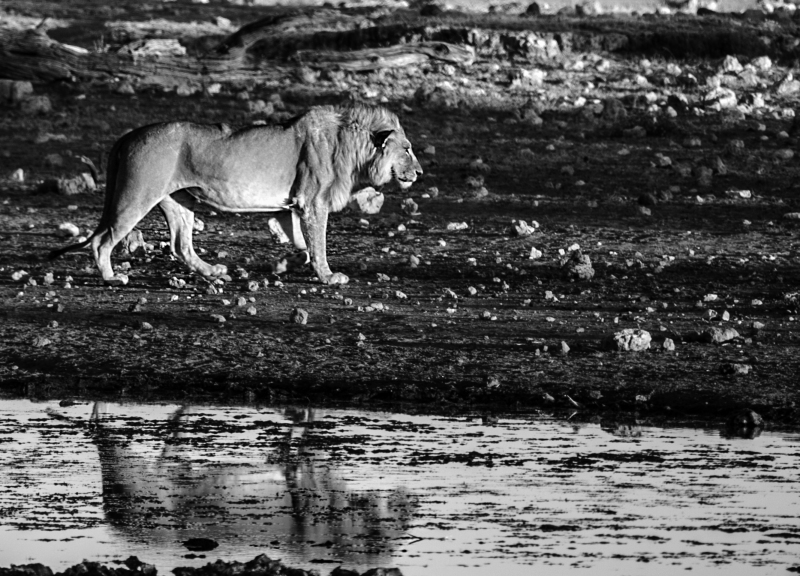 <p>Etosha National Park, Namibia.</p>
