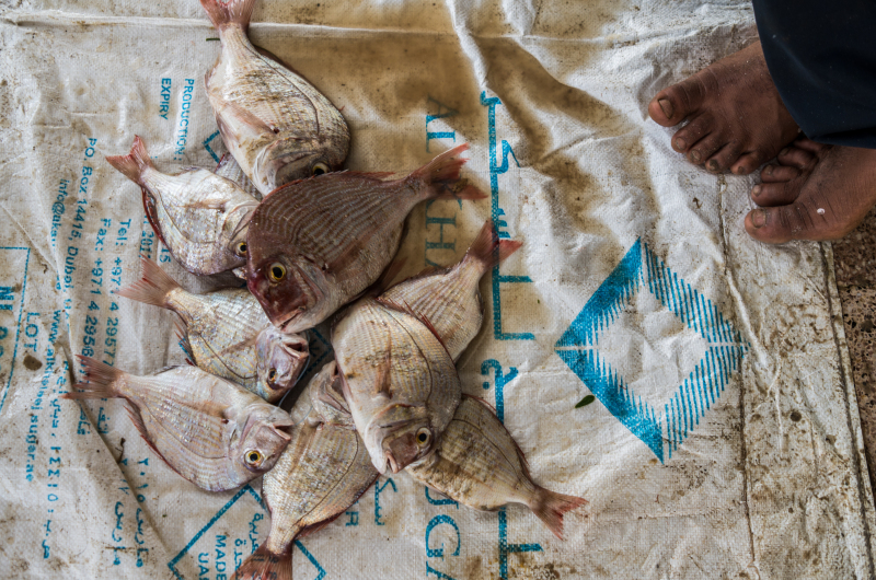 <p>Fishmarket, Suhar, Oman.</p>