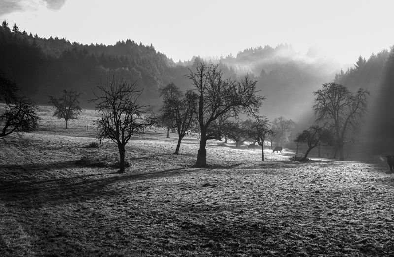 <p>The place, where I grew up. Freiburg, Germany.</p>
