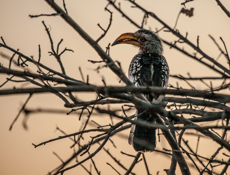 <p>Snapshot of a yellow-billed hornbill (Toko) at Etosha National Park, Namibia.</p>