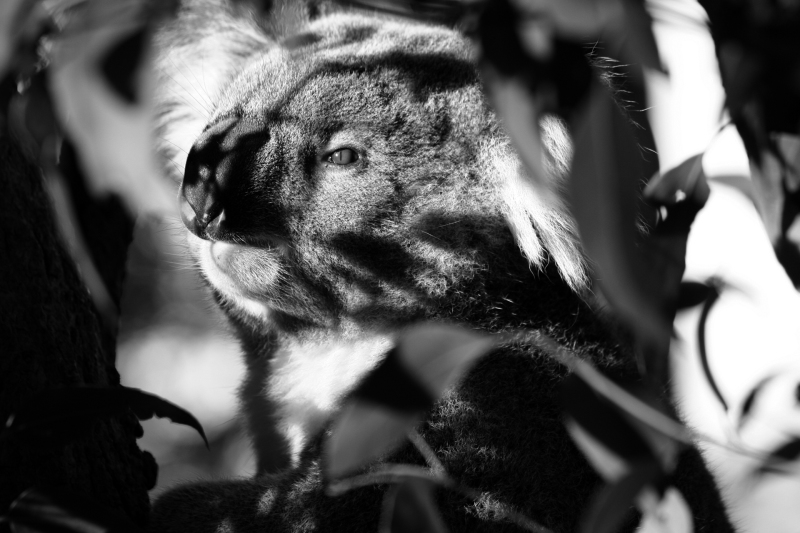 <p>Grumpy dude, Australia.</p>