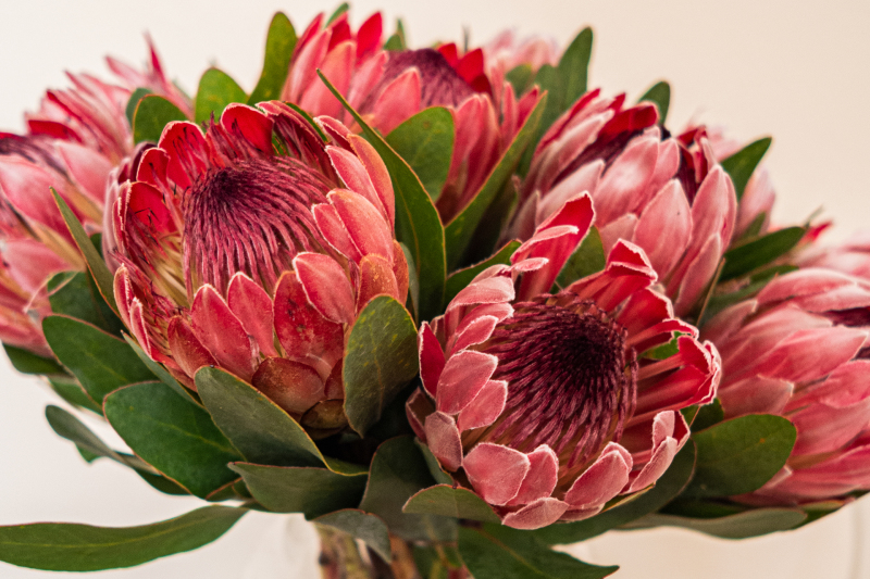 <p>Protea sometimes also called sugarbushes, South Africa.</p>