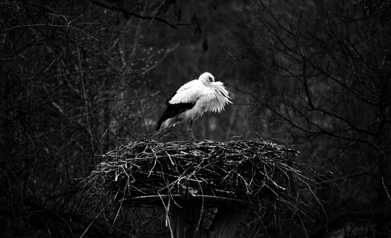 <p>Unfortunately, the migratory patterns of the storks have changed. This picture was taken in February. </p>
