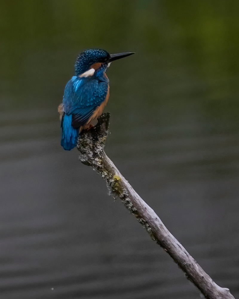 <p>Kingfisher, Switzerland, 2021.</p>