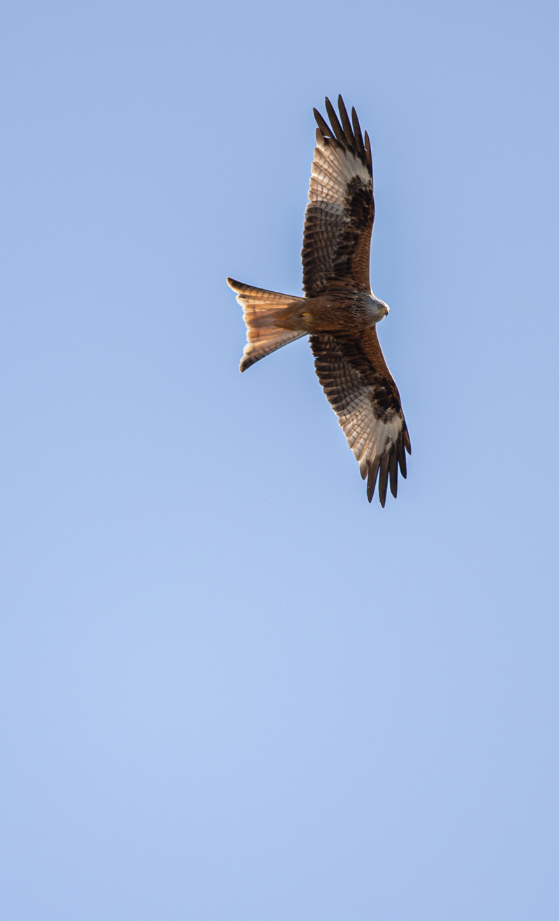 <p>A red kite is circling over our house in Zurich. As a notoriously impatient person, I am then grateful to be able to have a home office right now.</p>