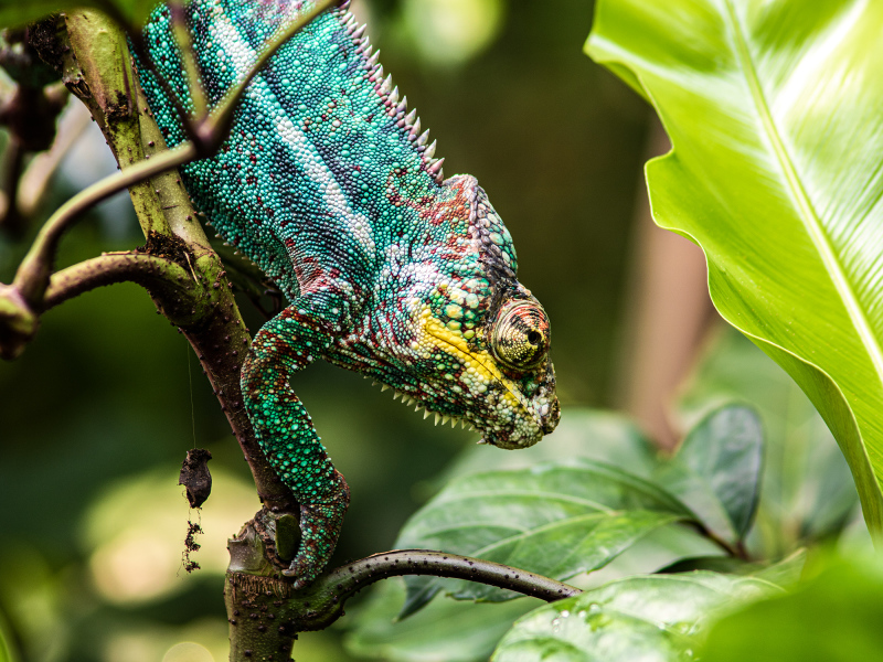 <p>The panther chameleon (Furcifer pardalis) is a species of chameleon found in the eastern and northern parts of Madagascar.</p>