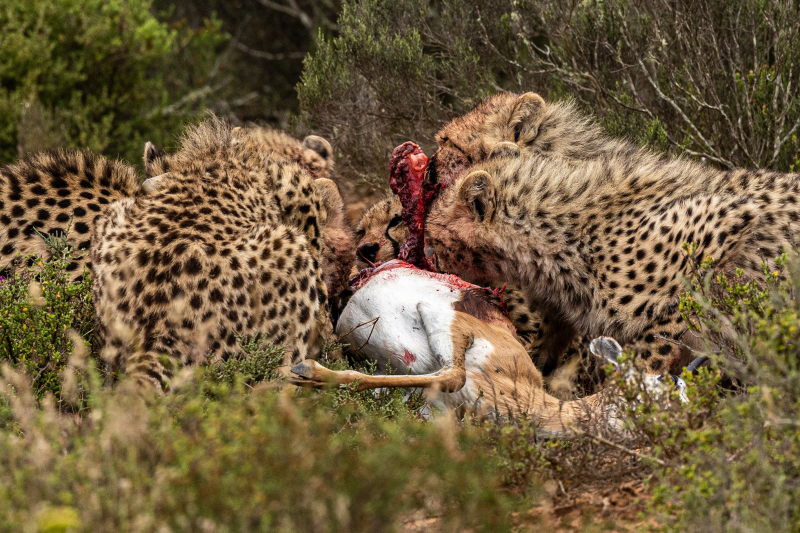 <p>A Cheetah mother lets her cubs eat first after a successful hunt of an Impala, South Africa.</p>