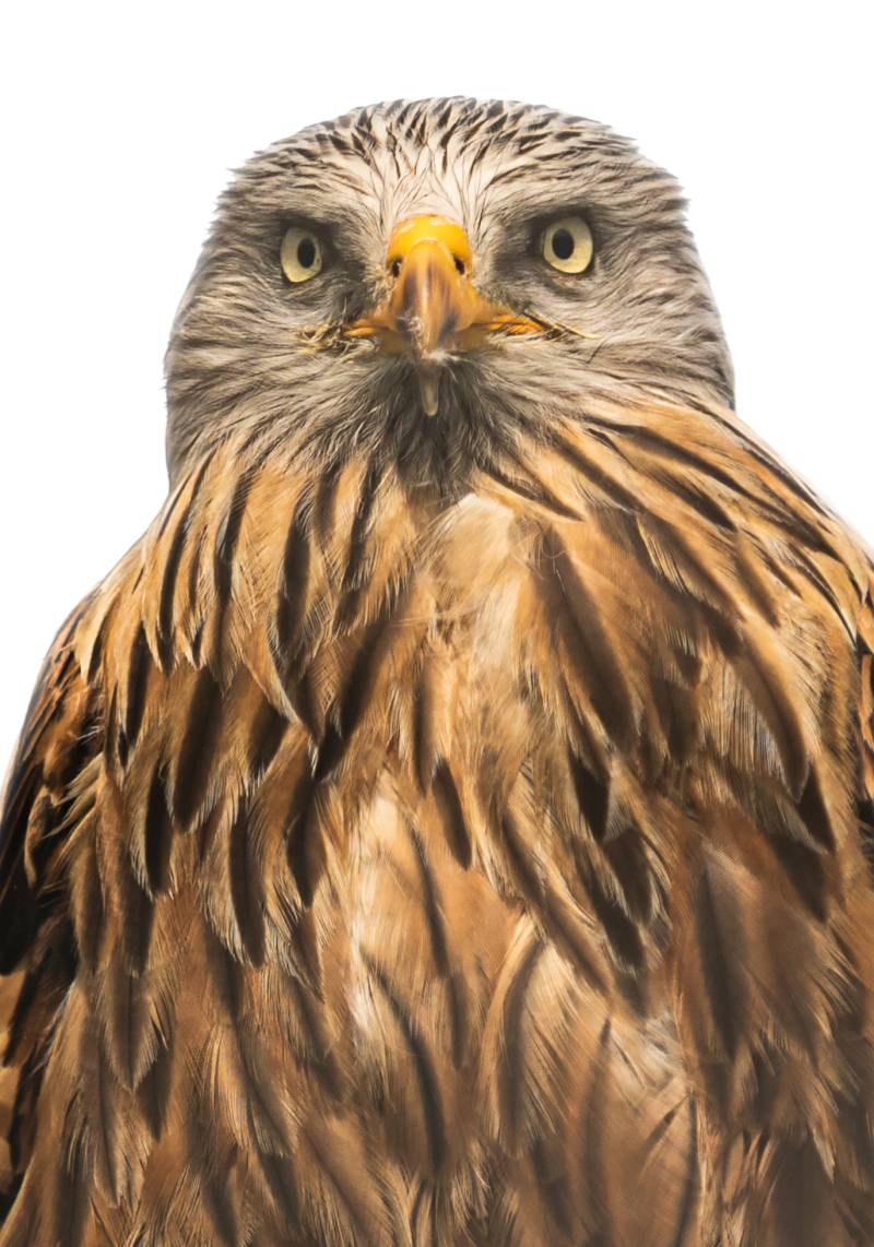 <p>Red Kite, Switzerland.</p>