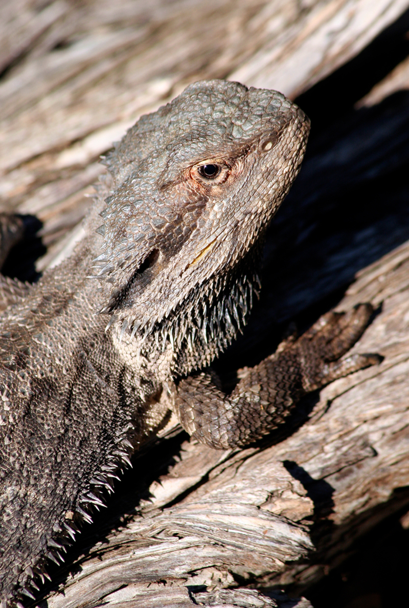 <p>Pogona (aka. bearded dragon), Australia.</p>