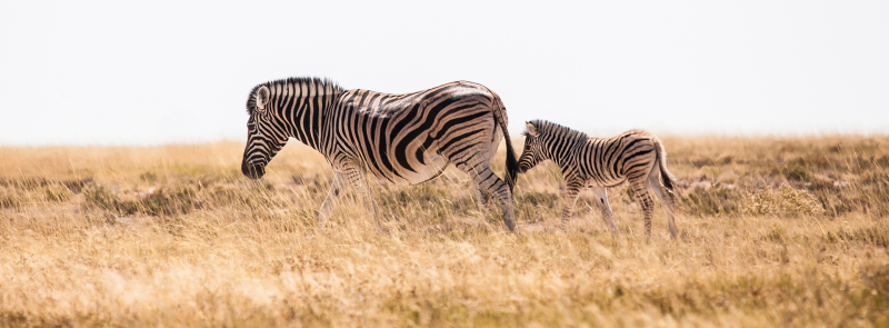 <p>A zebra with her calf at the Etosha National Park, Namibia.</p>