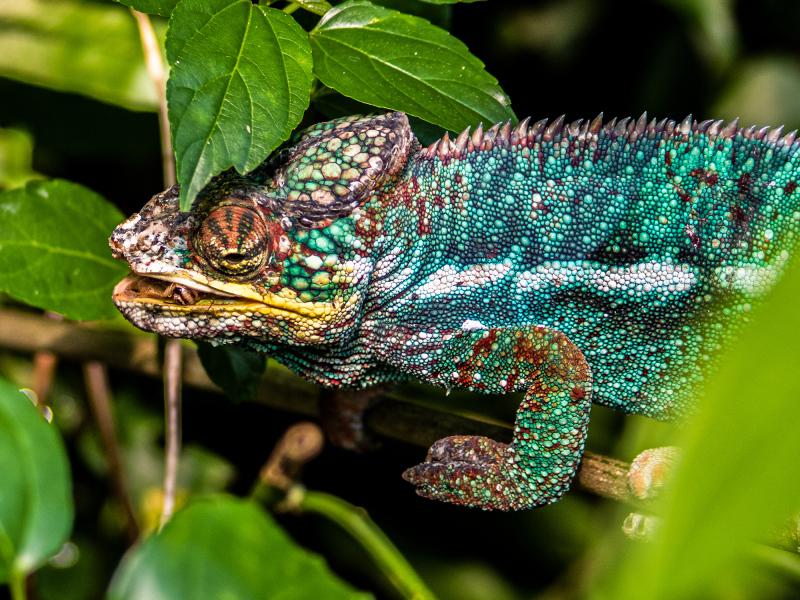 <p>The panther chameleon (Furcifer pardalis) is a species of chameleon found in the eastern and northern parts of Madagascar.</p>