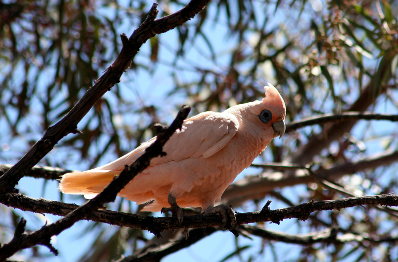 <p>Woomera, Australia.</p>