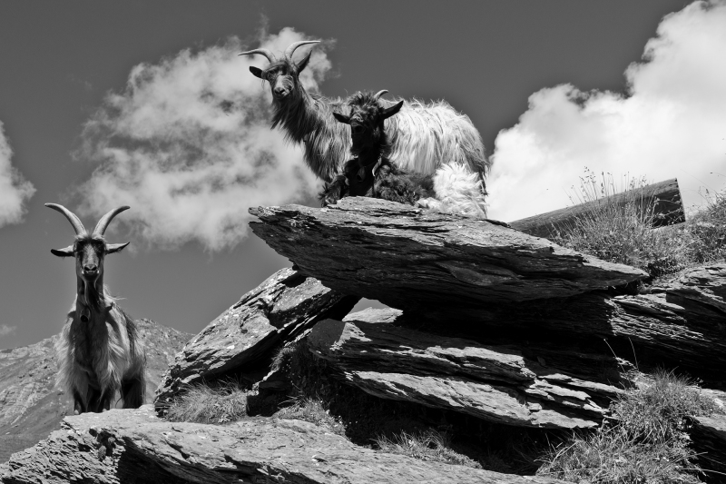 <p>The three stooges of the Swiss alps.</p>