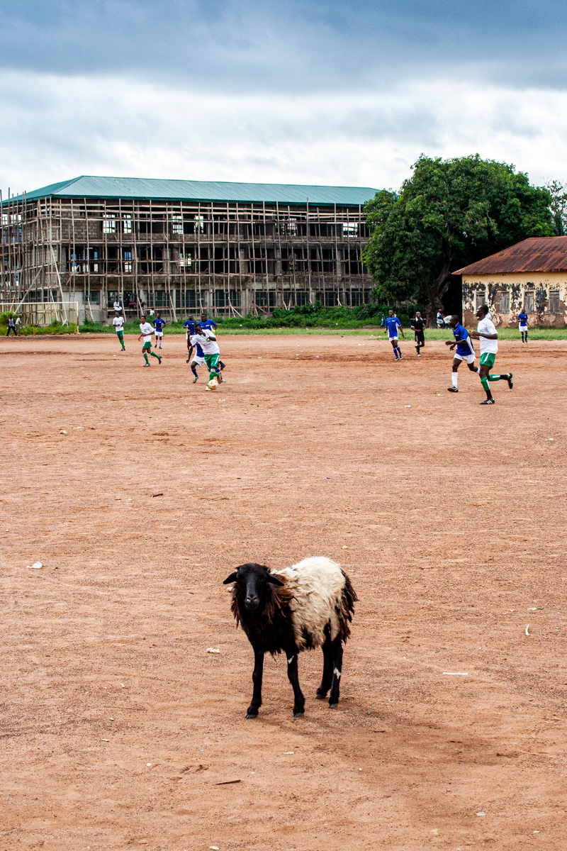 <p>A sheep on the soccer field while playing a serious match. <br />A fully normal thing in Hohoe, Volta Region, Ghana. </p>