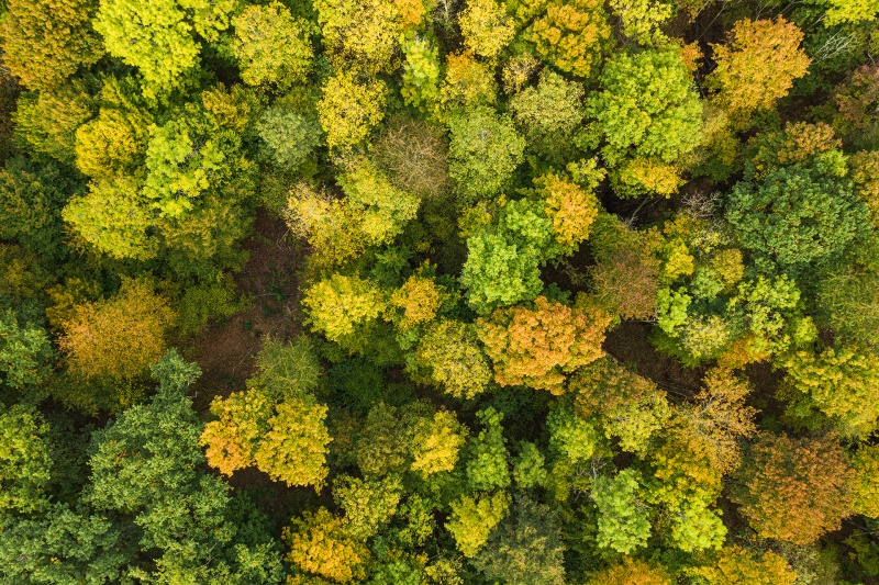 <p>Autumn in the Black Forest near Freiburg, the city where I grew up.<br />Freiburg, Germany.  </p>