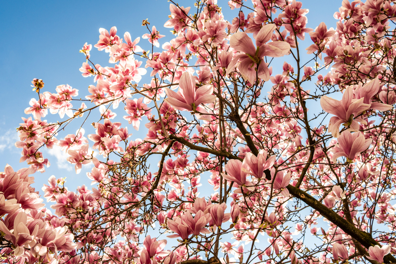 <p>Magnolias in Zurich, Switzerland.</p>