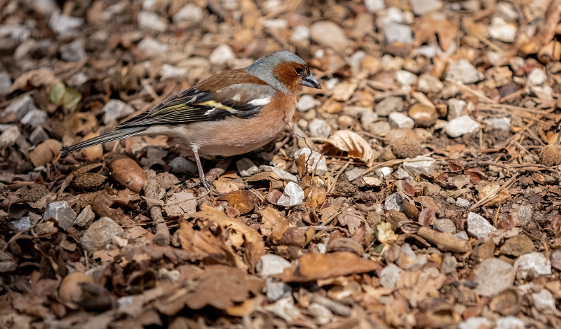 <p>A chaffinch at lunch. Switzerland.</p>