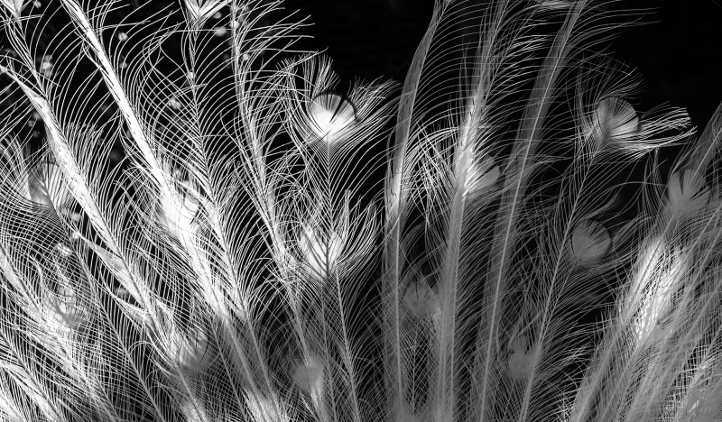 <p>Feathers of a white peacock.</p>