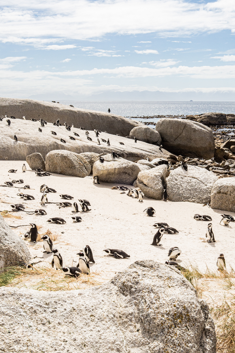 <p>Boulders Beach Penguin Colony (Simon's Town), South Africa.</p>