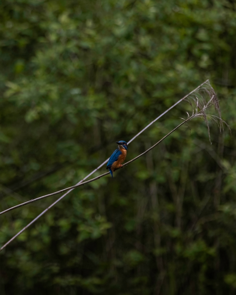 <p>Kingfisher, Switzerland, 2021</p>