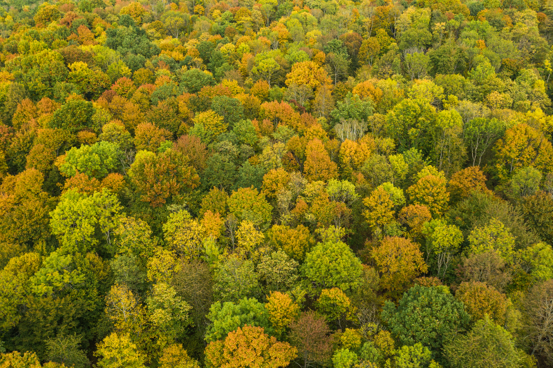 <p>Autumn in the Black Forest near Freiburg, the city where I grew up.<br />Freiburg, Germany.  </p>