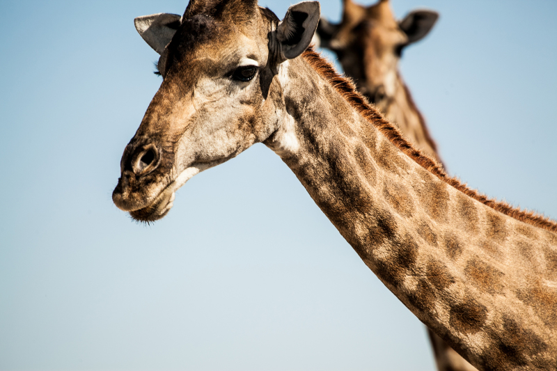 <p>The two stooges at the Etosha National Park, Namibia.</p>