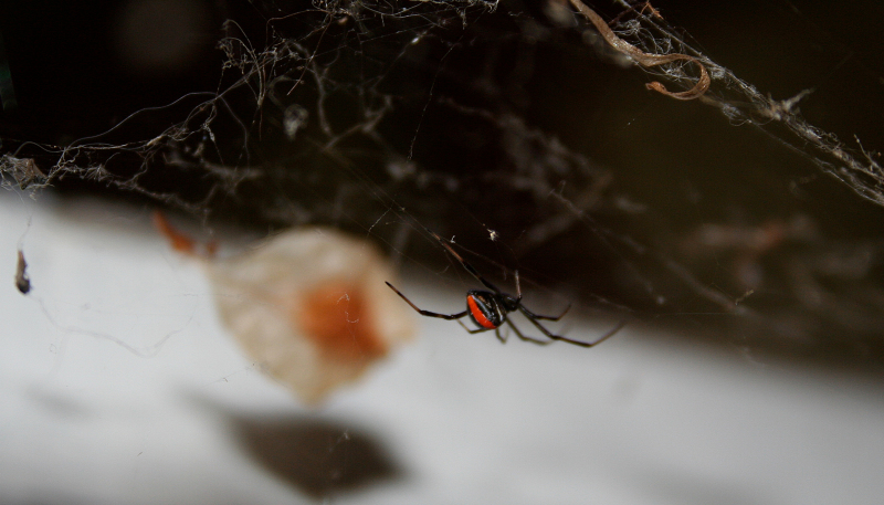 <p>Redback spider also known as the Australian black widow is one of the highly venomous spiders in the world.<br />Sydney, Australia.</p>